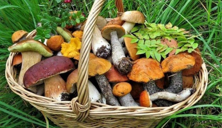 Как избежать отравления грибами?