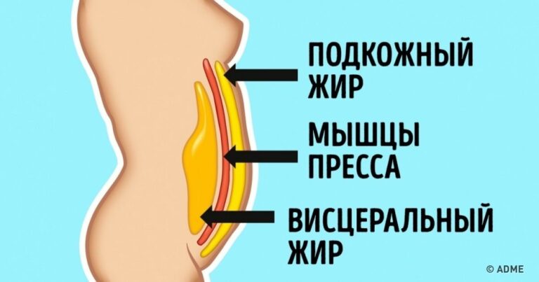 Что такое висцеральный жир и чем он опасен?