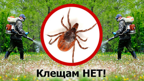 Почему необходимо проводить обработку от клещей?